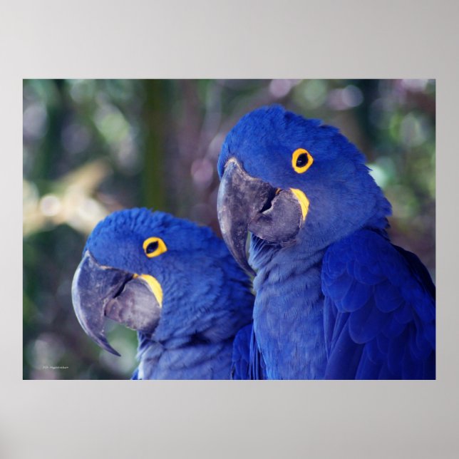 Affiches Hyacinth Macaws (Devant)