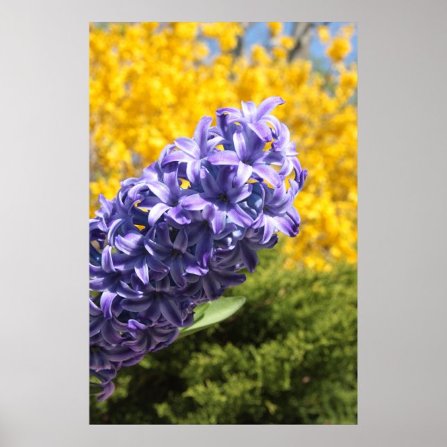 Affiches Hyacinthe et Forsythie (Devant)