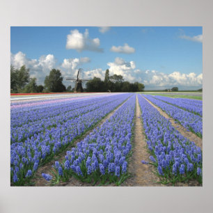 Affiches Hyacinthes bleus dans un champ Hollande