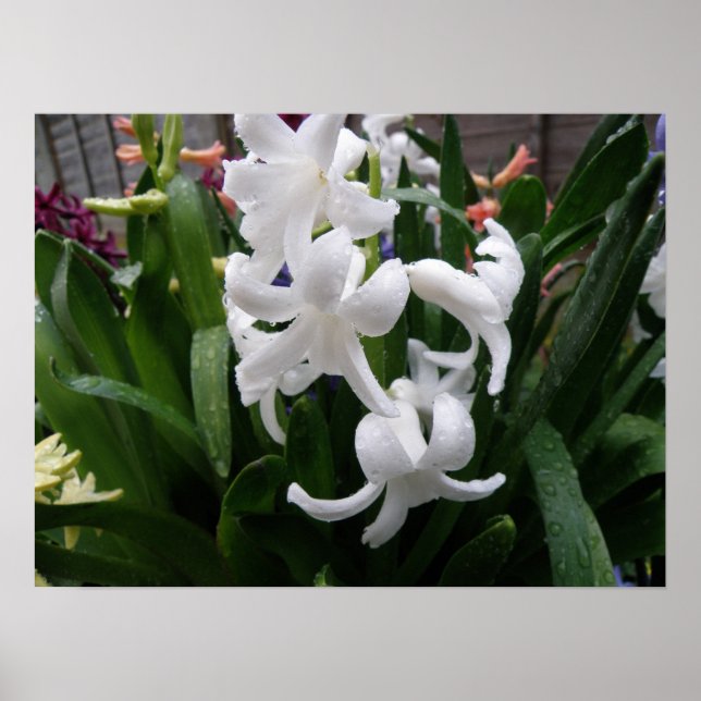 Affiches Hyacinthes et gouttes d'eau Imprimer (Devant)