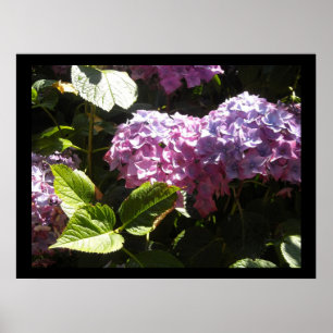Affiches Hydrangeas Élégantes
