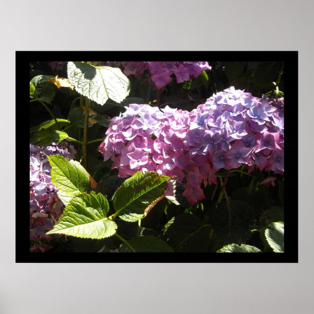 Affiches Hydrangeas Élégantes (Devant)