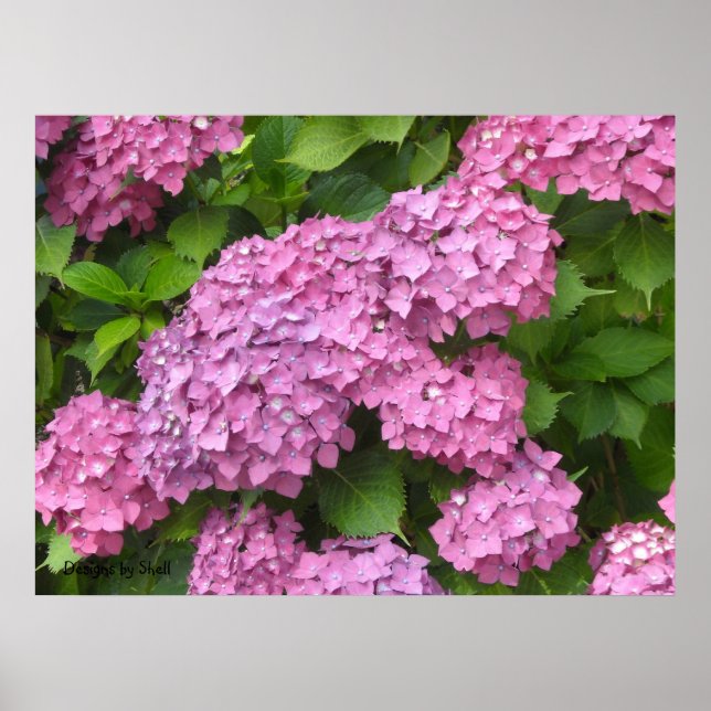 Affiches Hydrangeas Rose Foncé (Devant)