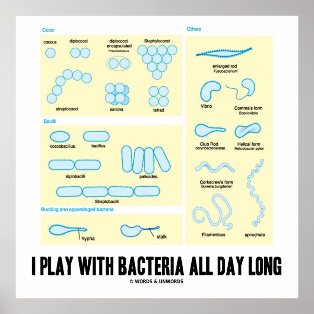 Affiches I Play With Bacteria All Day Long (Morphology) (Devant)