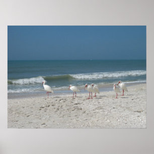 Affiches Ibis Beach