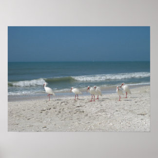 Affiches Ibis Beach