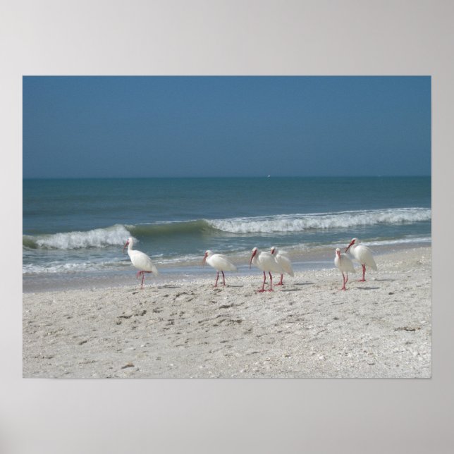 Affiches Ibis Beach (Devant)