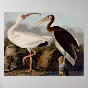 Affiches Ibis blanc Audubon