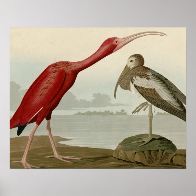 Affiches Ibis écarlet (Devant)