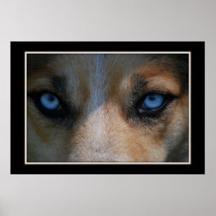 Affiches Icy Blue Canine Eyes