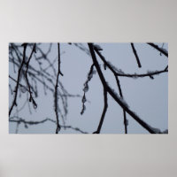 Icy Branches Winter Nature Photographie