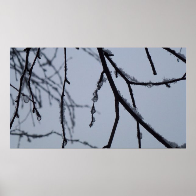 Affiches Icy Branches Winter Nature Photographie (Devant)