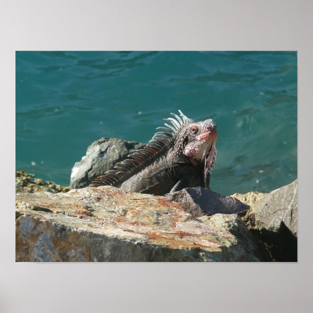 Affiches Iguana à St Thomas (Devant)
