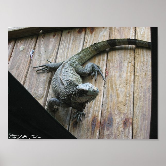 Affiches Iguana affamé (nettoyage) (Devant)