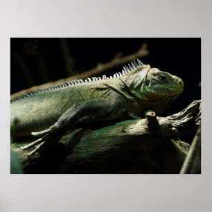 Affiches Iguana délicatissima