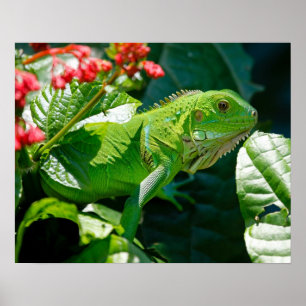 Affiches Iguane