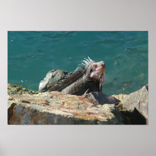 Affiches Iguane à St. Thomas