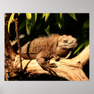 Affiches Iguane jamaïcain mis en danger, collei de Cyclura