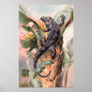 Affiches Iguane noir tropical, animal reptile sauvage vinta