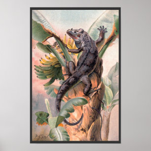Affiches Iguane noir tropical, animal reptile sauvage vinta