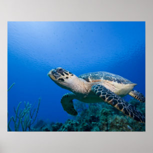 Affiches Îles Caïmans, Little Cayman Island, sous l'eau 2