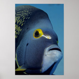 Affiches Îles Caïmans, Poisson-ange français Pomacanthus