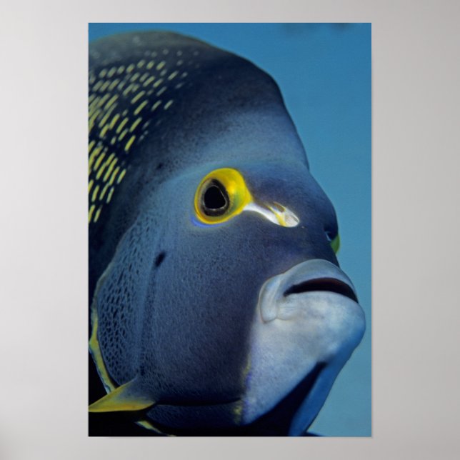 Affiches Îles Caïmans, Poisson-ange français Pomacanthus (Devant)