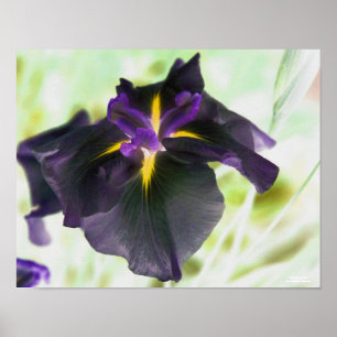 Affiches Illuminated Japanese Iris Floral Print