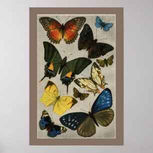 Affiches Illustration 1904 de cru de papillons