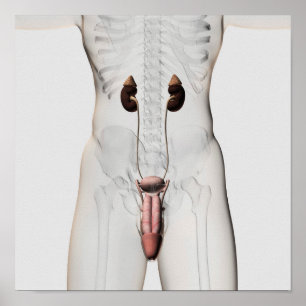 Affiches Illustration 3D Du Système Reproductif Homme 3