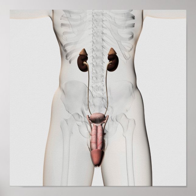 Affiches Illustration 3D Du Système Reproductif Homme 3 (Devant)