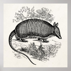 Affiches Illustration Armadillo Retro Armadillos vintage