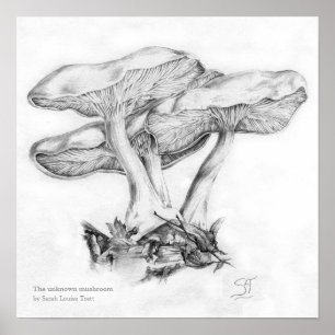Affiches Illustration au crayon de champignon inconnu en ca