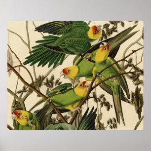 Affiches Illustration Audubon Carolina Parrot Bird