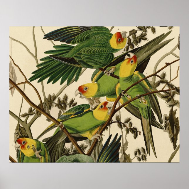 Affiches Illustration Audubon Carolina Parrot Bird (Devant)