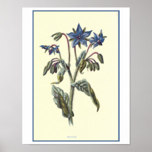 Affiches Illustration botanique de "bourrache"