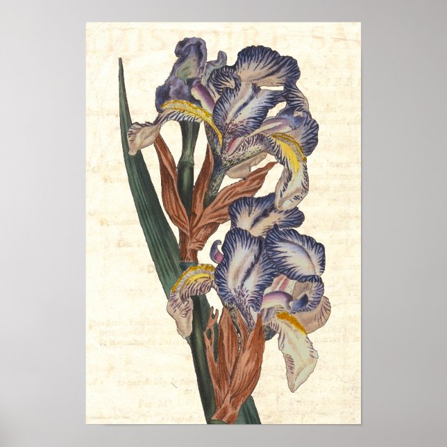 Affiches Illustration botanique de Curtis Iris du XIXe sièc (Devant)