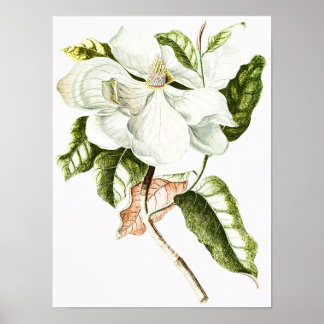 Affiches Illustration botanique de Magnolia vintage