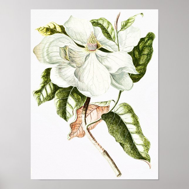 Affiches Illustration botanique de Magnolia vintage (Devant)