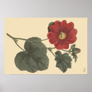 Affiches Illustration botanique de Seringapatam Hollyhock