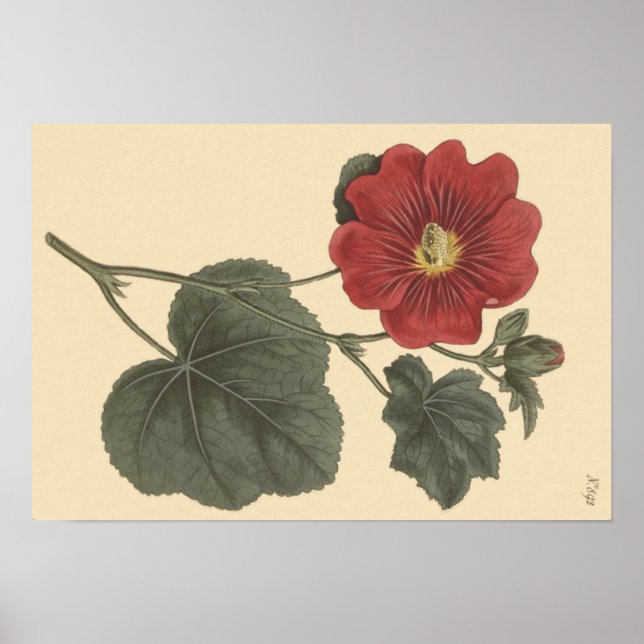 Affiches Illustration botanique de Seringapatam Hollyhock (Devant)