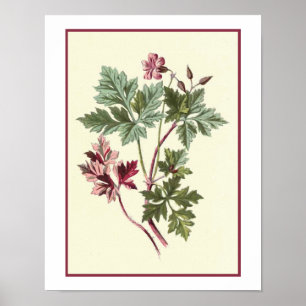 Affiches Illustration botanique "Herb Robert"