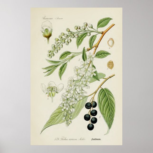Affiches Illustration botanique vintage (Devant)