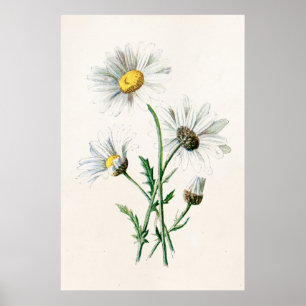 Affiches Illustration de fleur sauvage de marguerites du