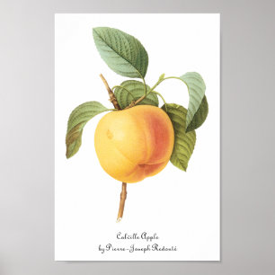 Affiches Illustration de fruit ancien, pomme Calville par R