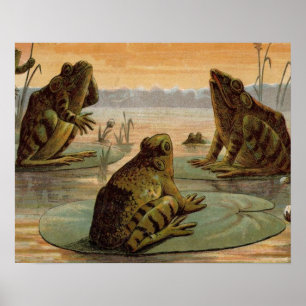 Affiches Illustration de grenouilles Lily Pads Moon