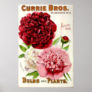 Affiches Illustration de la pivoine de fleurs vintages 1904