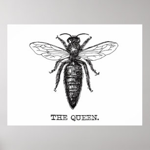 Affiches Illustration de la reine abeille Dessin classique