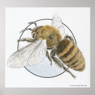 Affiches Illustration de l'abeille européenne au miel