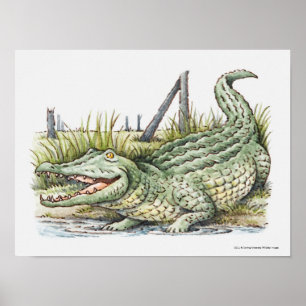 Affiches Illustration de l'alligator sur le rivage